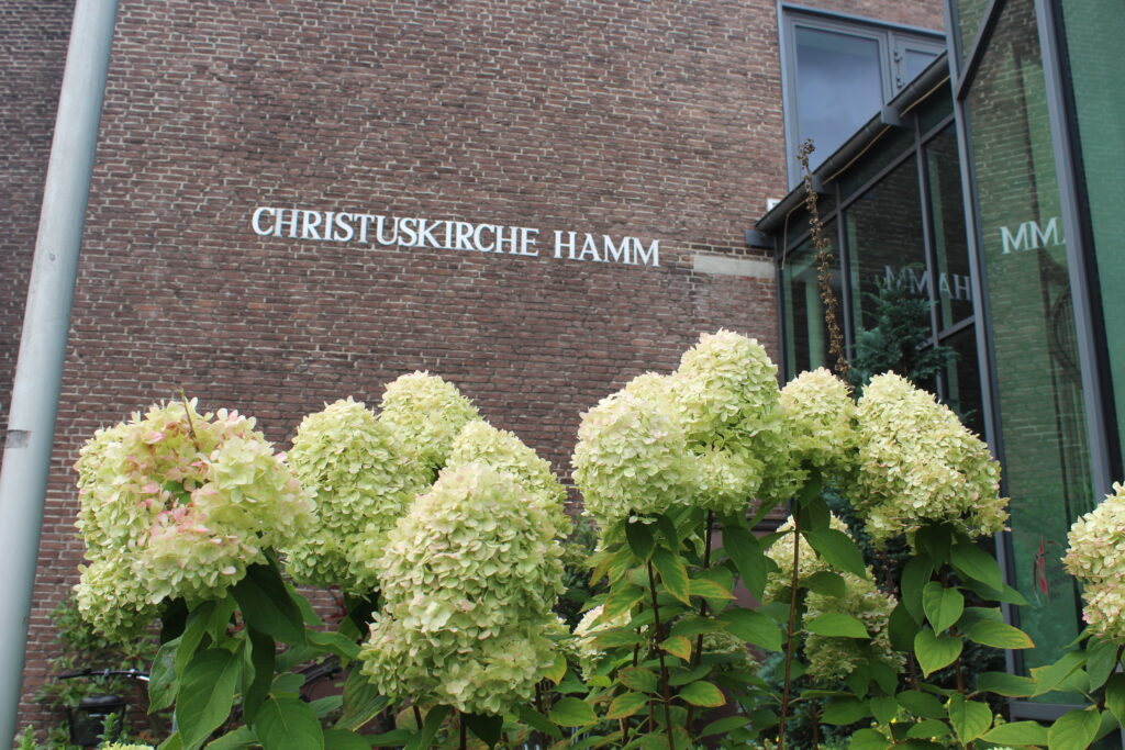 Hortensiennbusch vor der Christuskirche